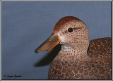 Sarcelle à ailes bleues ( Blue-winged Teal )