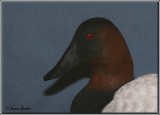 Fuligule à dos blanc ( Canvasback )