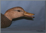 Canard noir ( Black duck )