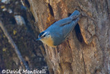 Algerian Nuthatch (male)_A8T0059.jpg