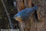 Algerian Nuthatch (female)_A8T0255.jpg