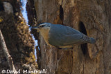 Algerian Nuthatch (male)_A8T0287.jpg