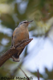 Algerian Nuthatch (male)_A8T0074.jpg