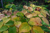 Park plant life #1