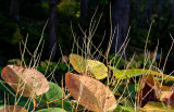 Park plant life #2