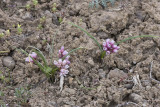 Allium scilloides Fragile onion