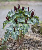 Trillium chloropetalum v. giganteum Giant wakerobin