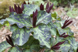 Trillium chloropetalum v. giganteum Giant wakerobin
