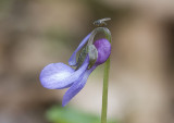 Viola howellii Howell's violet