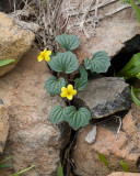 Viola purpurea Goosefoot violet