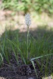 Camassia quamash v. quamash Common camas, white form
