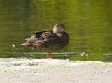 Mottled Duck
