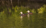 Mottled Duck