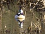 Bufflehead (M)