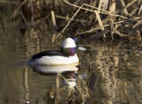 Bufflehead (M)