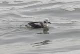 Long-tailed Duck (M)