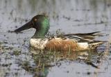 Northern Shoveler (M, breeding)