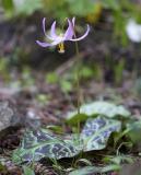 Pink fawn lily Erythronium revolutum