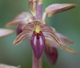 Striped coralroot Corallorhiza striata
