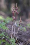 Striped coralroot Corallorhiza striata