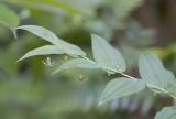 Twisted stalk Streptopus amplexifolius
