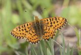 Arctic Fritillary