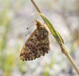 Arctic fritillary Boloria chariclea