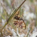 Arctic fritillary Boloria chariclea