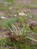 Zigadenus elegans Elegant death camas