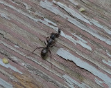 ANT HAVING DINNER - ISO 200