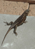 FENCE LIZARD - ISO 80 - EXTENDED MACRO ZOOM (535mm)