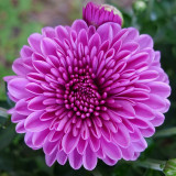 LX5 FLOWER IMAGE TEST - ISO 200
