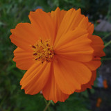 LX5 FLOWER IMAGE TEST - ISO 400
