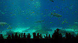 WATCHING THE HUMANS - GEORGIA AQUARIUM - ISO 400