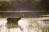 Kanha - India