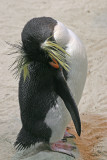 Simon's Town, Jackass penguin