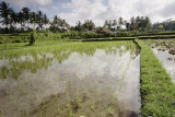 ubud, Bali. rice paddy