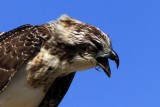 Osprey with a fish bone stock in it's throat - Pandiona haliaetus - Águila pescadora - Àguila peixatera