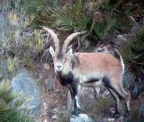 Male Spanish Ibex - Cabra hispanica o C. pyrenaica - Macho de Cabra Montés - Mascle de Cabra Salvatge