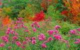 New England asters, Crawford Notch, NH