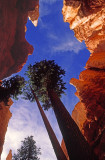Looking up from Wall Street, Navajo Loop Trail, Bryce Canyon National Park, UT