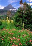 Spirea and beargrass at Logan Pass, Glacier National Park, MT