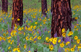 Lupines and balsam root near Bozeman, MT