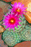 (DES 52) Beehive cactus, Mingus Mountain, Cottonwood, AZ