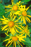 Sneezeweed, American Basin, CO