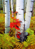Ash, ferns, and aspen boles, McClure Pass, CO