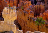 Glow at Sunrise, Bryce Canyon National Park, UT