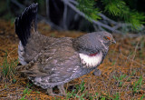 Blue Grouse, Glacier National Park, MT