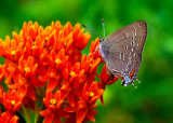 (PR22) Hairstreak butterfly, IL