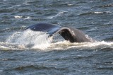 Humpback whale in Alberni Canal